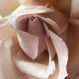 Roses Cards - by Stasia Rice