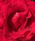 Roses Cards - by Stasia Rice